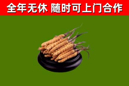 兰山回收散虫草